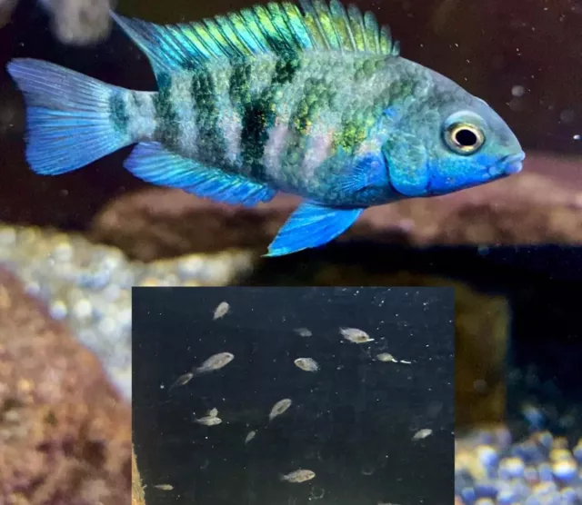 Honduran Red Point Cichlid 10x LIVE Freshwater Aquarium Fish RARE Blue Convict