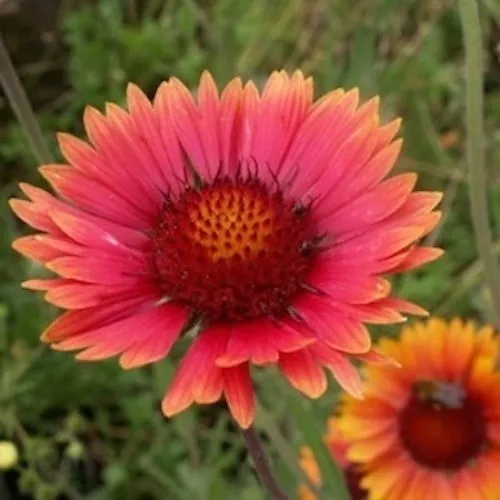 30+ Aristata Gaillardia  Tokajer Flower Seeds / Rarely Offered  Perennial