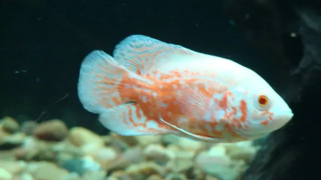 3X Albino Tiger Oscar (1.5-2") Live Fish