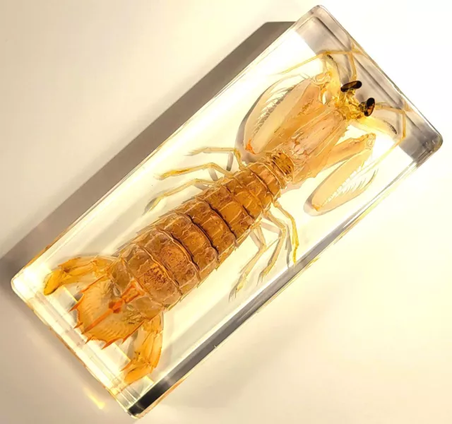 5.5" Real Mantis Shrimp in Crystal Clear Lucite Resin Science Education Specimen