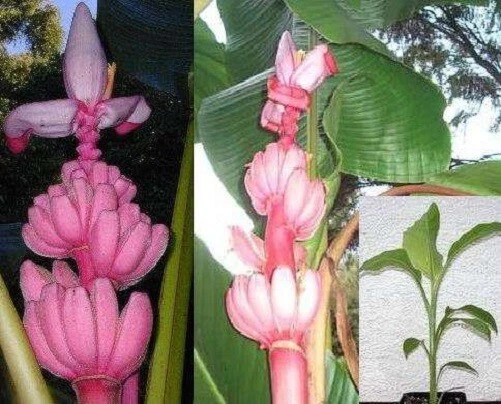 Musa Velutina, ROSA Zwergbanane, Kenia-Banane, 5 SAMEN