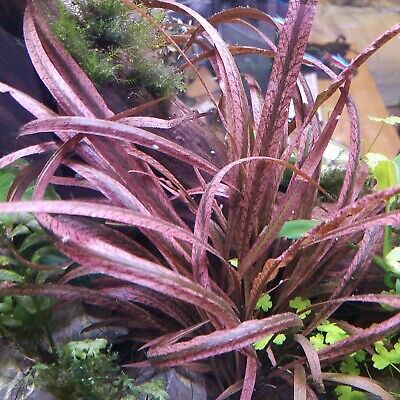 🔴 Cryptocoryne Spiralis Red Tiger Rare Live Aquarium Plant Freshwater Aquatic