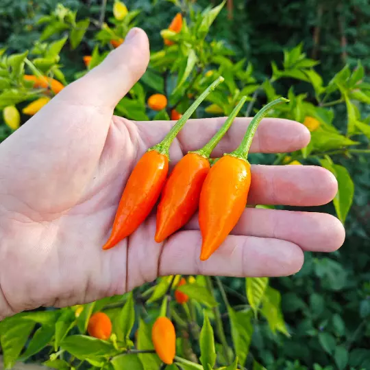 Piment Baumchili Orange (10 Graines) - Un véritable arbre à piments  - Bio