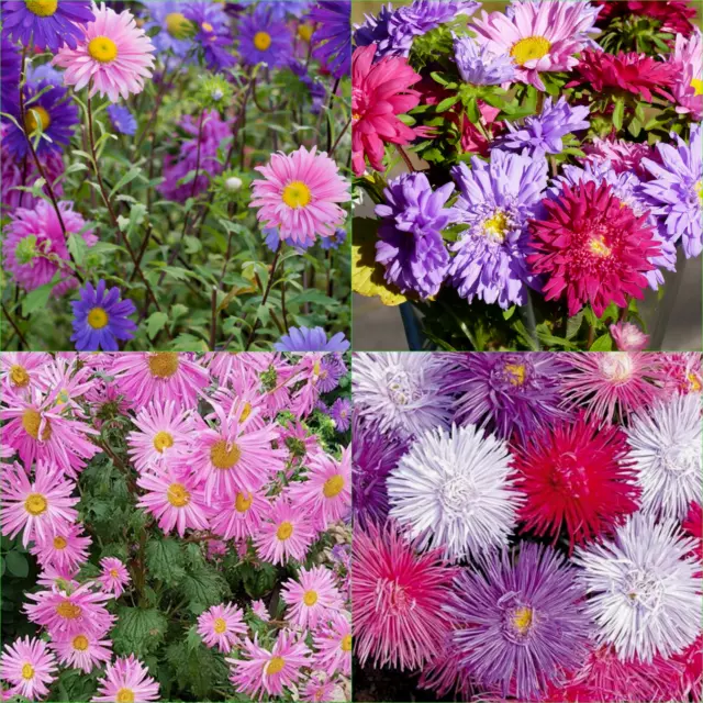 ASTER GIANT RAY MIXED 115+ Seeds Grow FLOWERS Beautiful GARDEN