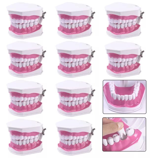 1-10pcs Dental Study Model Colgate 2Times Large With Removable Adult Teeth Model