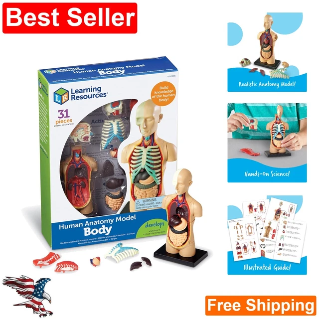REALISTIC HUMAN BODY Model Detailed 31Piece Anatomy Display 4.5