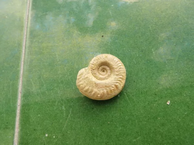 Fosiles Ammonite " Bonito Y Rarisimo Ammonite Furloceras  De Italia - 11A22 "