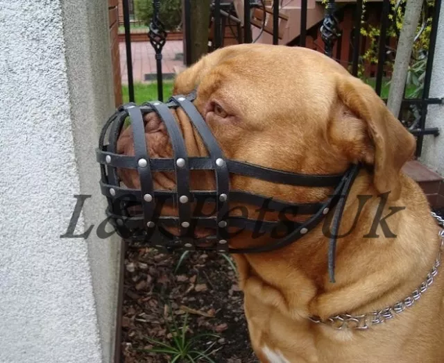 Light leather Dog Muzzle for Dogue de Bordeaux and Bullmastiff 3