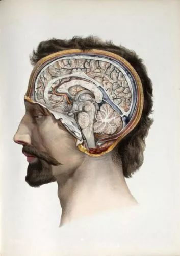 19Th C. Antique Medical Human Brain A3 Poster Re Print