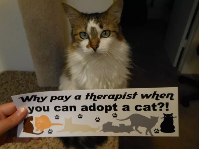 Why pay a therapist when you can adopt a cat? 3x10 Bumper Sticker Decal MultiCat