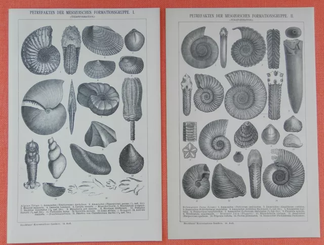 Petrefakten  Trias Formation Jura Formation Kreide  Fossilien Holzstich von 1894