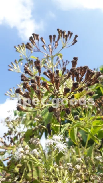 Herbe de rêve mexicaine 10 pièces graines Calea Zacatechichi plante à base...