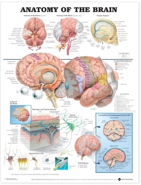 ANATOMY OF THE Brain Anatomical Chart POSTER / WALLCHART 9781587790904 ...