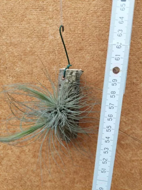 Tillandsia argentea (fuchsii), Gruppe, aufgebunden