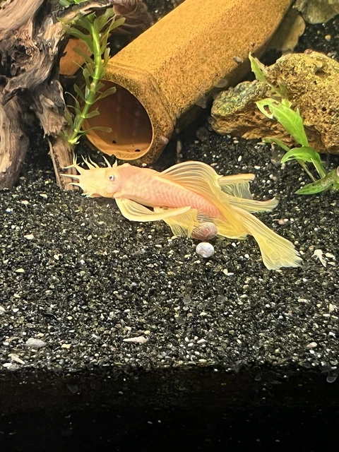 L144a Short Finned Lemon Blue Eye Pleco  - 6 Juveniles Unsexed- Gorgeous! 2-2.5”