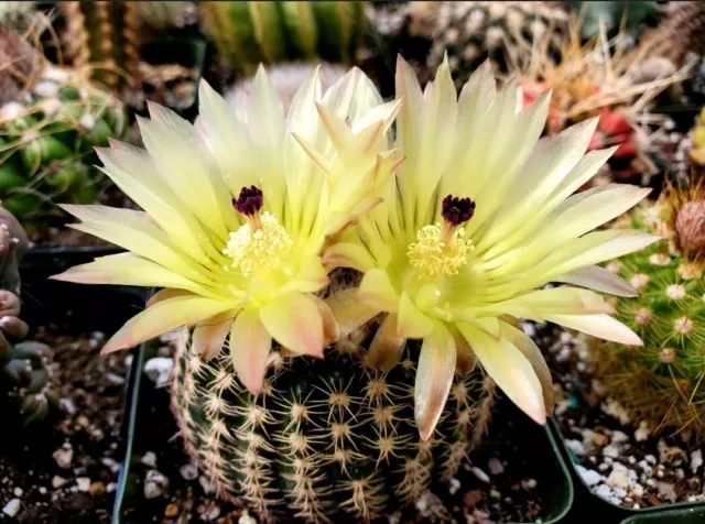 Parodia concinna var. eremiticus (25 seeds)