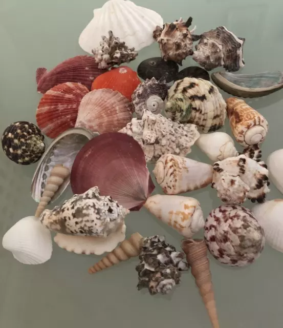 Mixed Large Natural Sea shells 500g Aquarium Crafts Beach Wedding Decoration