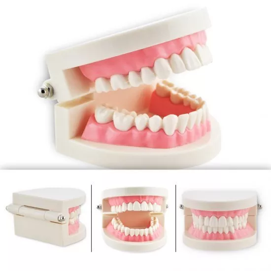 1pc Dental Flesh Pink Gums Standard Teeth Tooth Teach Model Tool For Learning