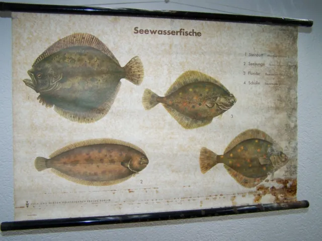 Alte Lehrtafel Wandkarte Rollkarte DEKO Fischhandel Süßwasserfische Teil IV