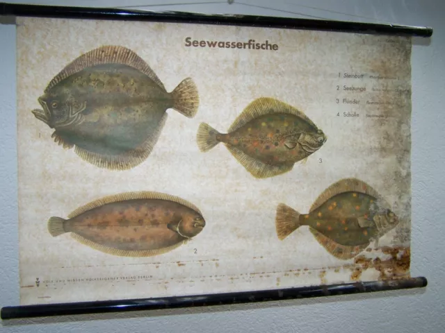 Antiguo Pizarra de Enseñanza Mapa de Pared Papel de Decoración Fischhandel