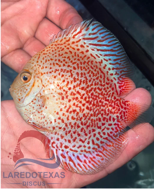 Snow Leopard  4.5”live Discus Fish -high Quality Grade A+++