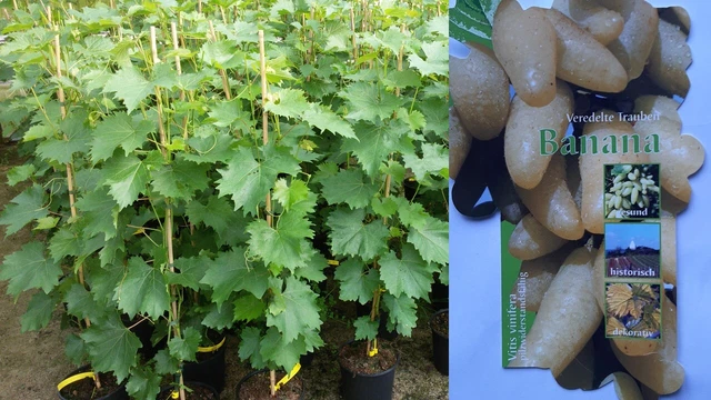 Vitis vinifera Banana Weinrebe Tafeltraube Wein Weintraube Winzersorte