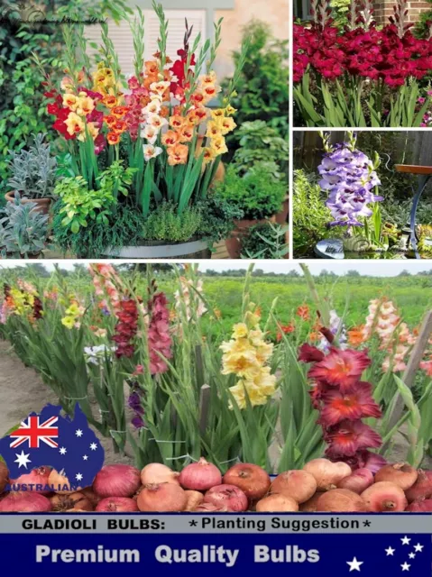 GLADIOLUS  BULBS - GLADIOLI - PURPLE  FLORA - 10 x BULBS 3