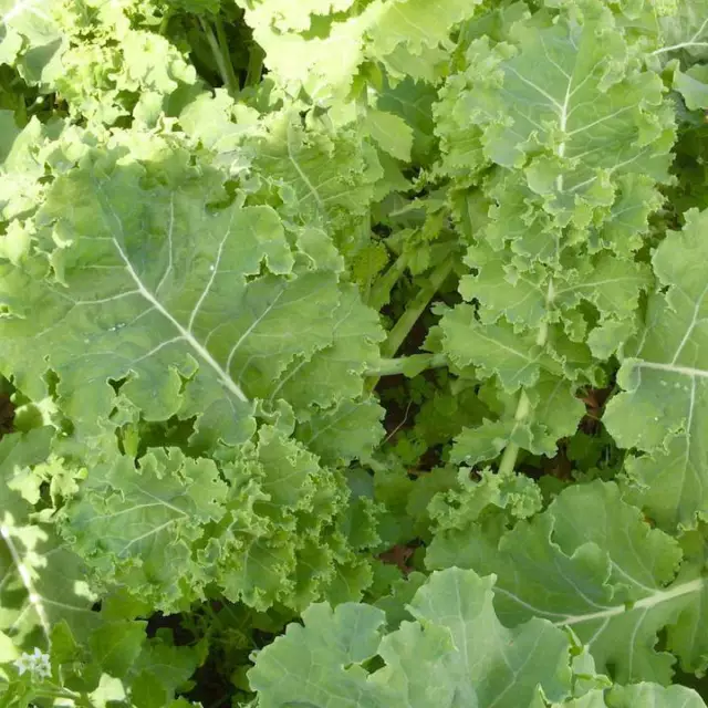 Siberian Dwarf Kale Seeds, NON-GMO, Cruciferous Vegetable, Winter Hardy