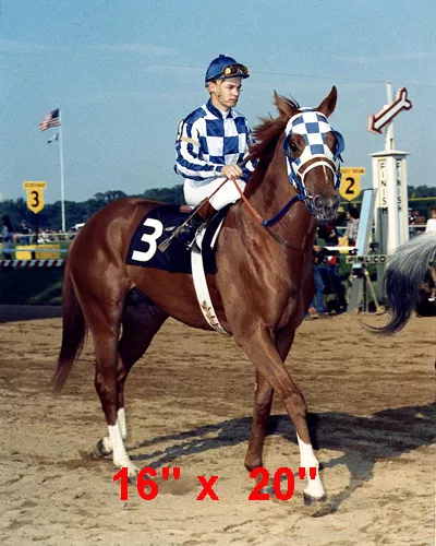 Secretariat~Triple Crown Winner~Horse Racing~Poster~Color~Photo~16" x 20"