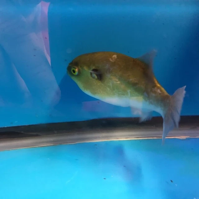 Freshwater avacado puffer 1.75" in length live tropical fish 3