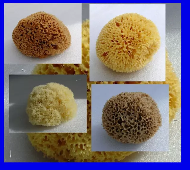Natural Sea Sponge  GREEK KALYMNOS infants young child  baby & CHOOSE YOUR SIZE