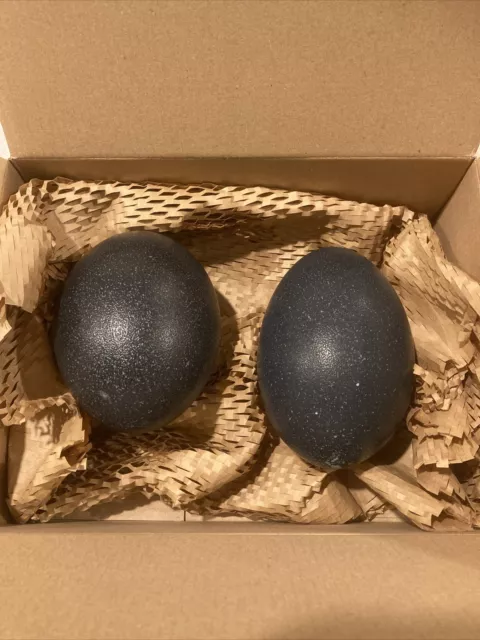 Emu Eggs x 2 - Blown and Cleaned Eggs