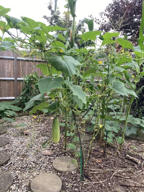 Nepali Cucumber vegetable seeds.