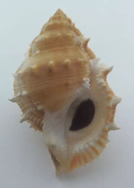 Seashell Near-elegant Frog Shell Bufonaria perelegans