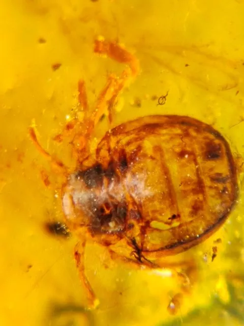 Arachnida Ricinulei Burmite Myanmar Burmese Amber insect fossil dinosaur age