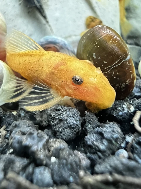 SUPER RED Bristlenose Pleco 1-1/2 inch Ancistrus Bushynose Plecostomus LIVE!