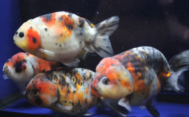 Live Calico Ranchu Med. Goldfish for fish tank, koi pond or aquarium