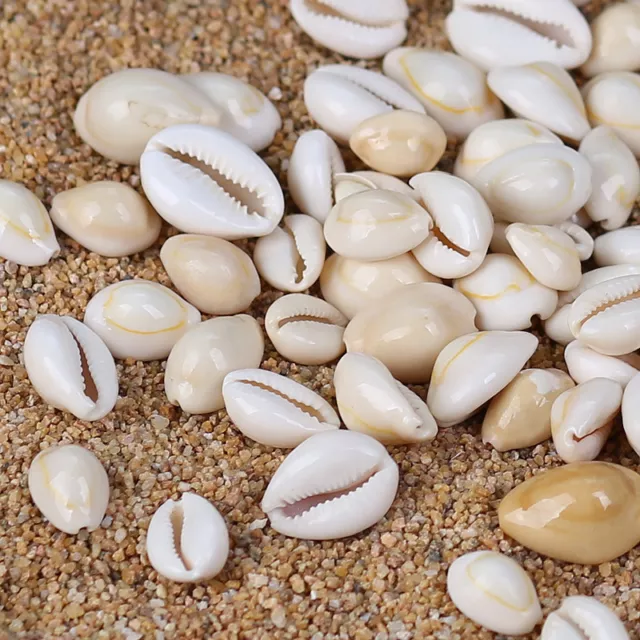 Small Sea Shells Assorted Natural Seashells Conch Crafts DIY Decoration 100g