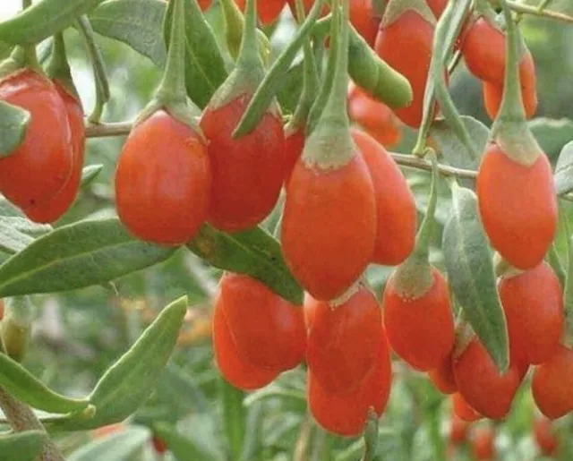 Goji Berry Seeds (Lycium Barbarum) 100+ Seeds - Fast Free Delivery-Uk Seller