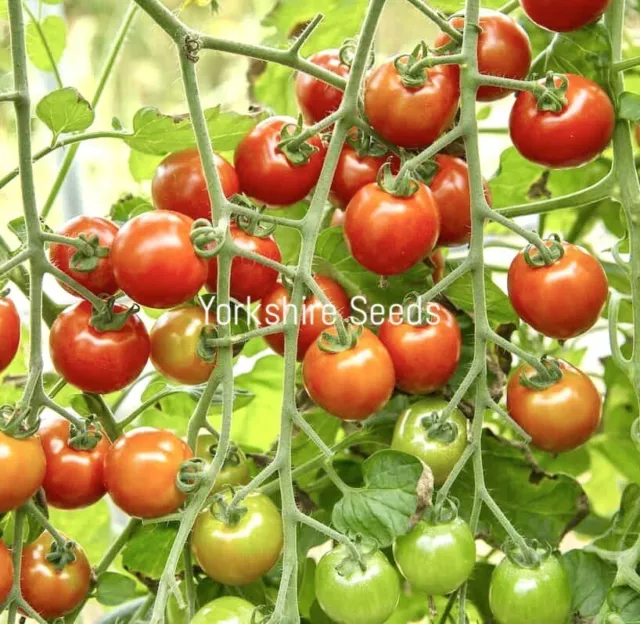 Tumbling Tom Red Tomato - 15x seeds - Cherry Tomato