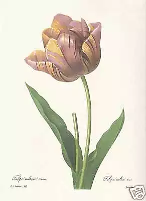 Tulpe - Tulipa culta FAKSIMILE Redoute 1833