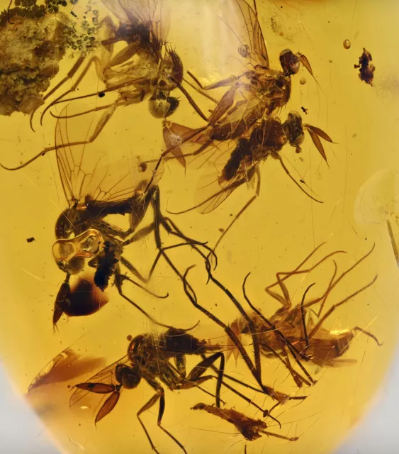 Detailed Swarm of Brachycera (Flies), Fossil inclusion in Burmese Amber