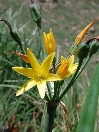 Dobo Lily - Cyrtanthus breviflorus - 10 Fresh Seeds