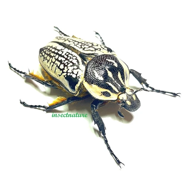GOLIATHUS ORIENTALIS D.R.CONGO Mounted Female A1 EUR 23,00
