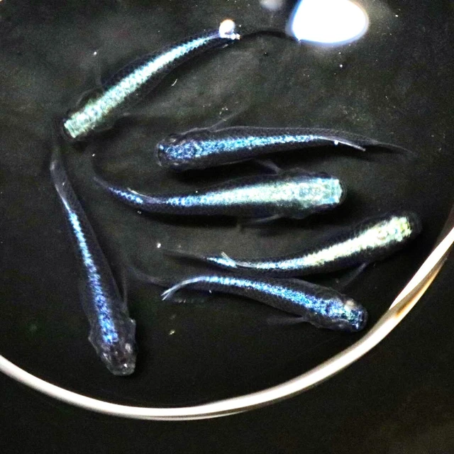rice fish 30 eggs japan Kabuki Blue medaka aquarium killifish
