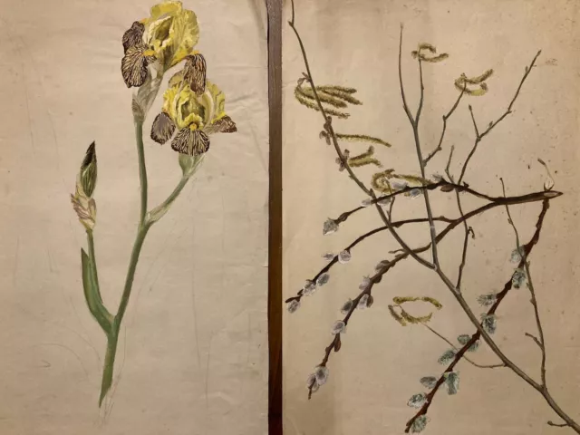 beau Lot 2 Dessins Ancien 1920 Gouache Fleur Fleurs Plante Art Nouveau Herbier