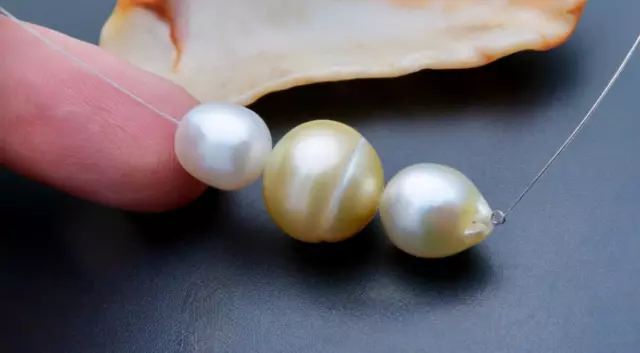 3 Rare Xl Aa+ South Sea Golden Cream Colorful Iridescent Cultured Pearls 1.65"