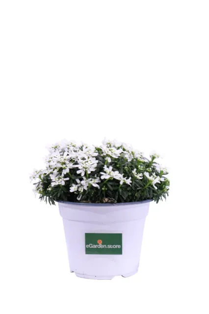 Pianta di Iberide Iberis vera ornamentale fiore bianco da esterno in vaso