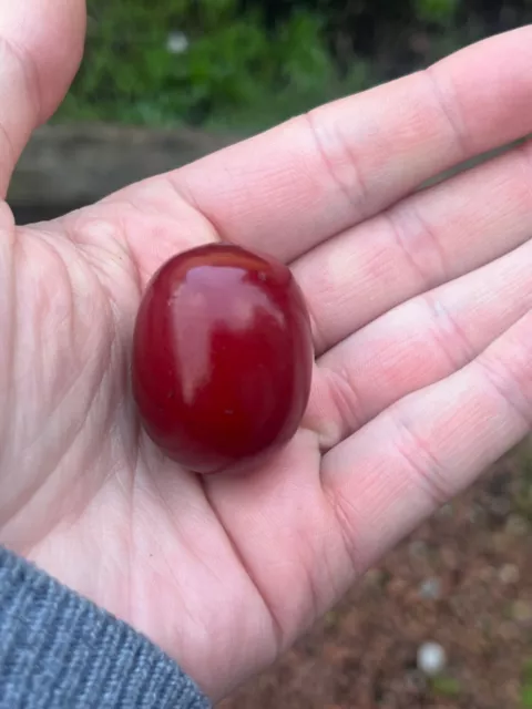 Huge Vintage Phenolic Cherry Amber Bakelite Bead Faturan Not Marbled 15.9 Grams