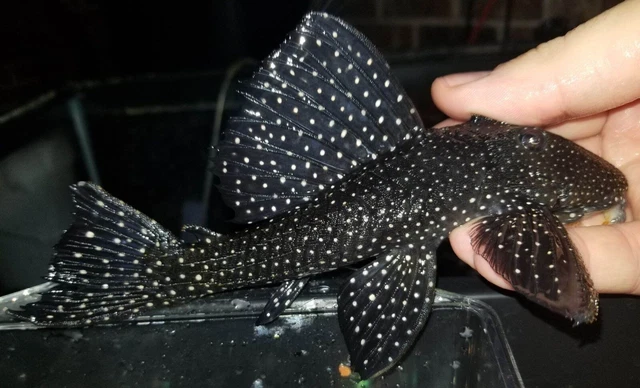 Leporacanthicus cf. Galaxias L240 Vampire Pleco